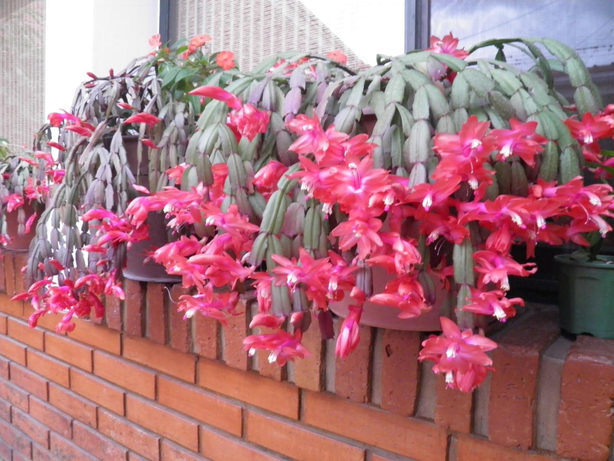 Hosteria Suyana San Salvador de Jujuy Exteriör bild